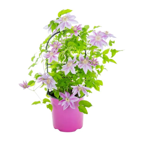 METROLINA GREENHOUSES 1.5 Gal. Clematis Leather flower Pink Perennial Plant (1-Pack)