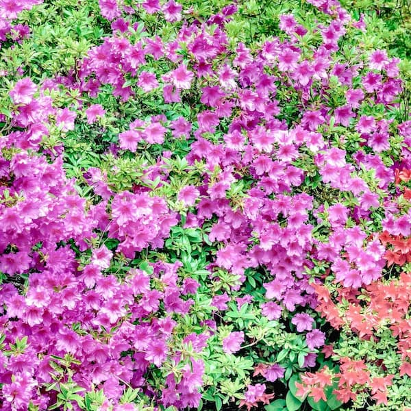 national PLANT NETWORK 1 Gal. Azalea Elsie Lee Shrub with Purple