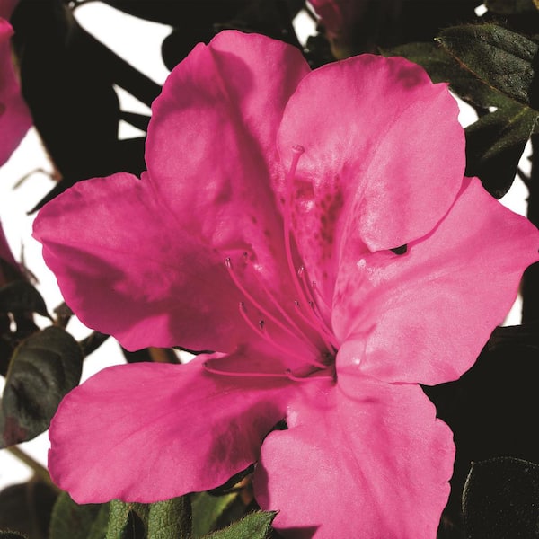 2 Gal. Autumn Sangria Shrub with Pink Flowers