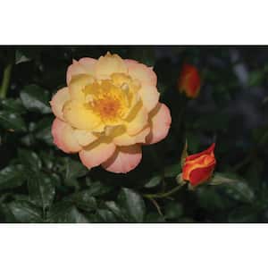 1 Gal. Oso Easy Italian Ice Landscape Rose (Rosa) Live Shrub Orange, Pink and Yellow Flowers