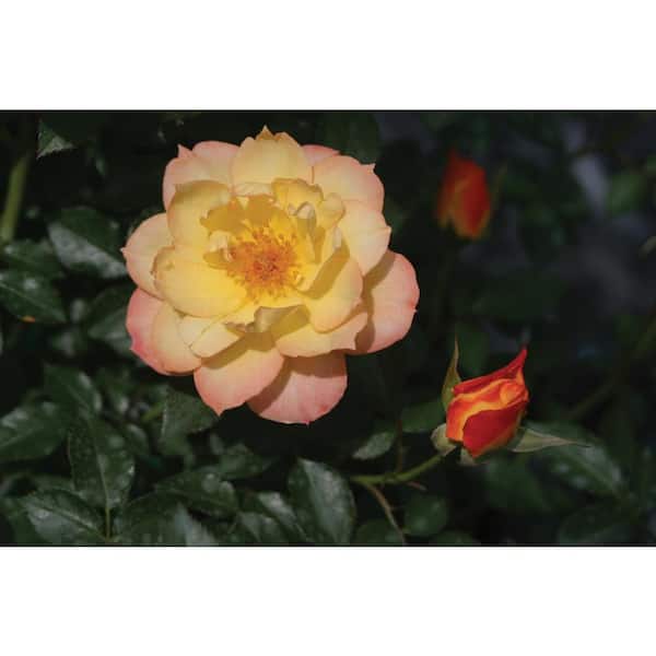 PROVEN WINNERS 4.5 in. Qt. Oso Easy Italian Ice Landscape Rose (Rosa) Live Shrub, Orange, Pink, and Yellow Flowers