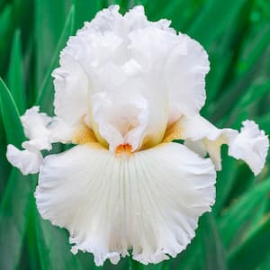 Catch A Star Bearded Iris White Flowering Perennial Live Bareroot Plant (1-Pack)