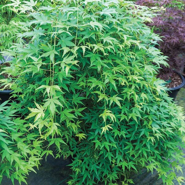 3 Gal. Pot, Green Leafed Japanese Maple Ornamental Tree (1-Pack)