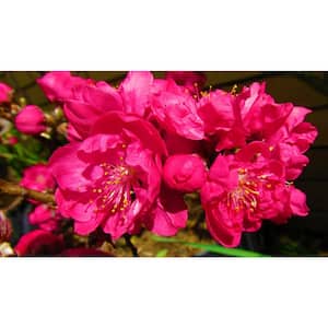 Double Red Flowering Peach Tree (Bare Root, 3 ft. to 4 ft. Tall)