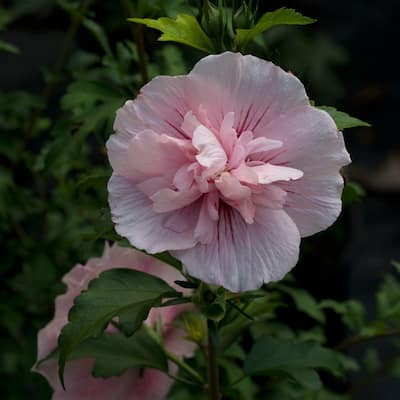 4.5 in. Qt. Pink Chiffon Rose of Sharon (Hibiscus) Live Shrub, Light Pink Flowers