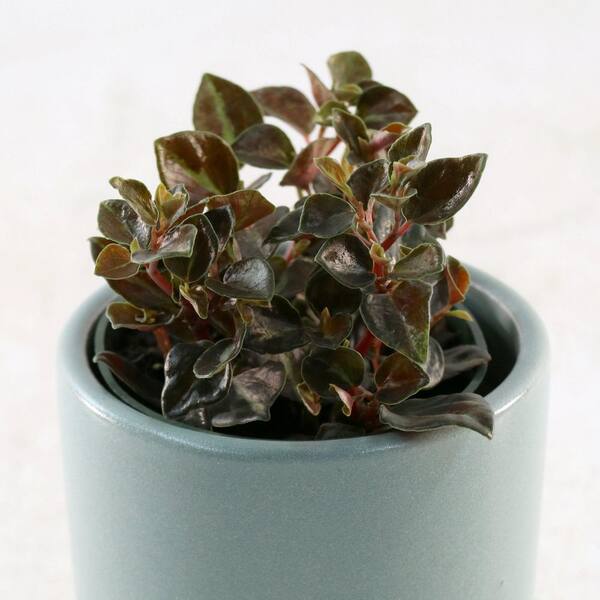national PLANT NETWORK 4 in. Peperomia Metallica Plant in Grower