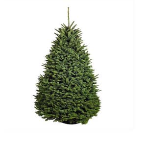 4 ft. to 5 ft. Freshly Cut Noble Fir Live Christmas Tree (Real, Natural, Oregon-Grown)