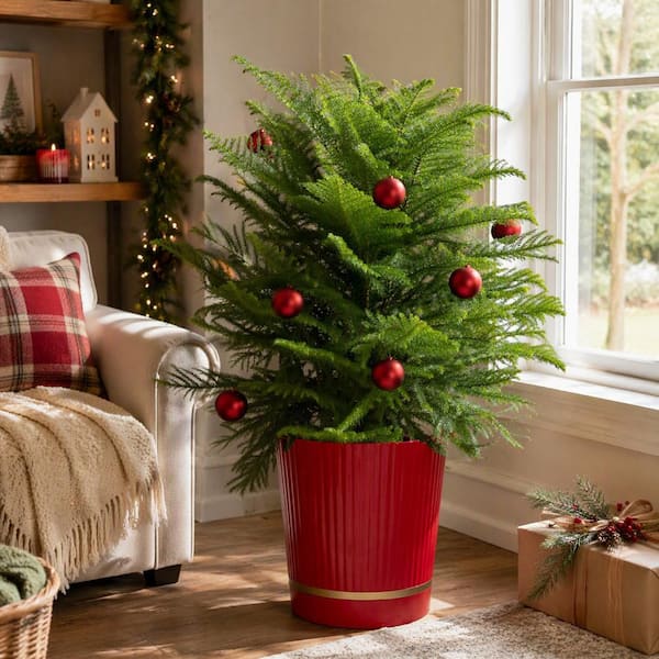 Costa Farms 9 in. Norfolk Pine Holiday Shrub Plant in Deco Planter