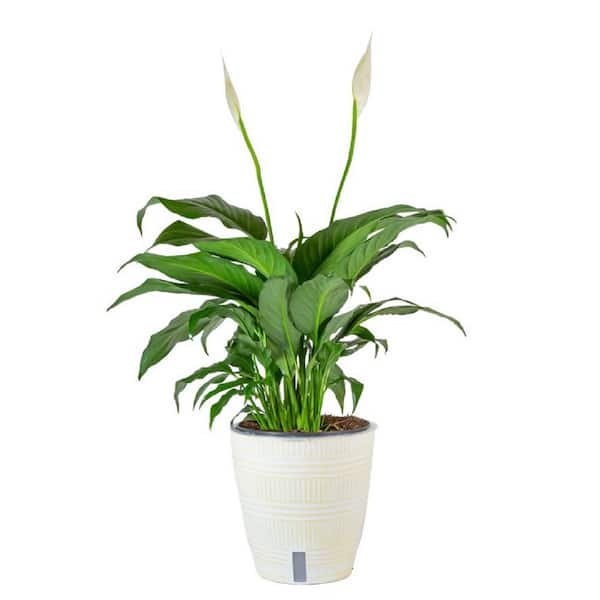 WICK & GROW 6 in. Wick and Grow Spathiphyllum Plant in Deco Pot