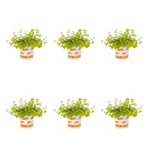 1 Pt. Accent Lysimachia Creeping Jenny Green Perennial Plant (6-Pack)