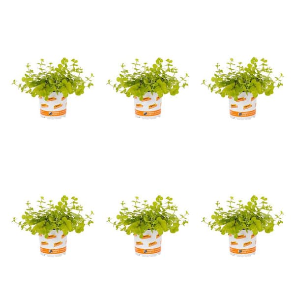 Vigoro 1 Pt. Accent Lysimachia Creeping Jenny Green Perennial Plant (6-Pack)