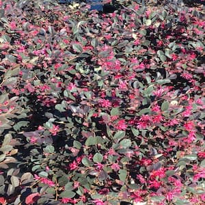 3 Gal. Daruma Compact Ruby Loropetalum Shrub with Pink Flowers