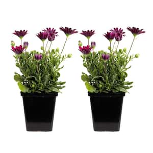 1.71-Pint Purple Compact Osteospermum Plant (2-Pack)