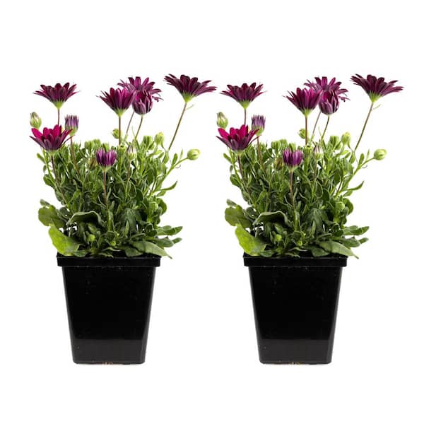 Unbranded 1.71-Pint Purple Compact Osteospermum Plant (2-Pack)
