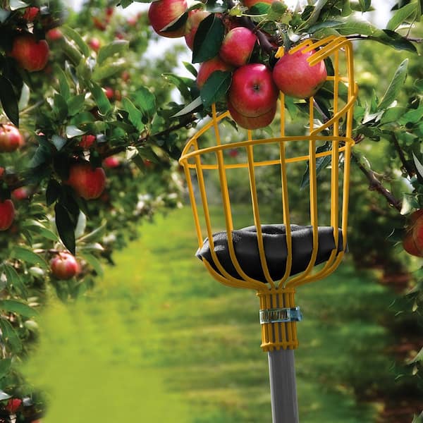Fruit Picker Tool, 8 Ft Extendable Pole with Basket for Fruit Picker, High  Reach Stainless Steel Fruit Picking Tool for Apple, Orange, Citrus, Pear