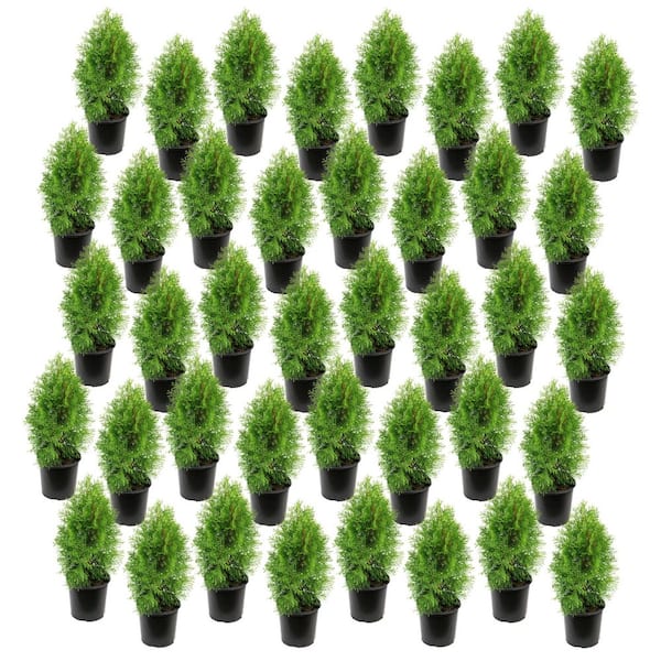 1 gal. Arborvitae Green Giant Shrub (40-Pack)