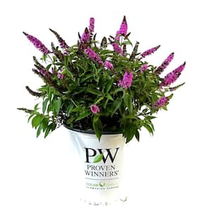 2 Gal. Lo & Behold Pink Micro Chip Butterfly Bush (Buddleia) Live Shrub with Pink Flowers