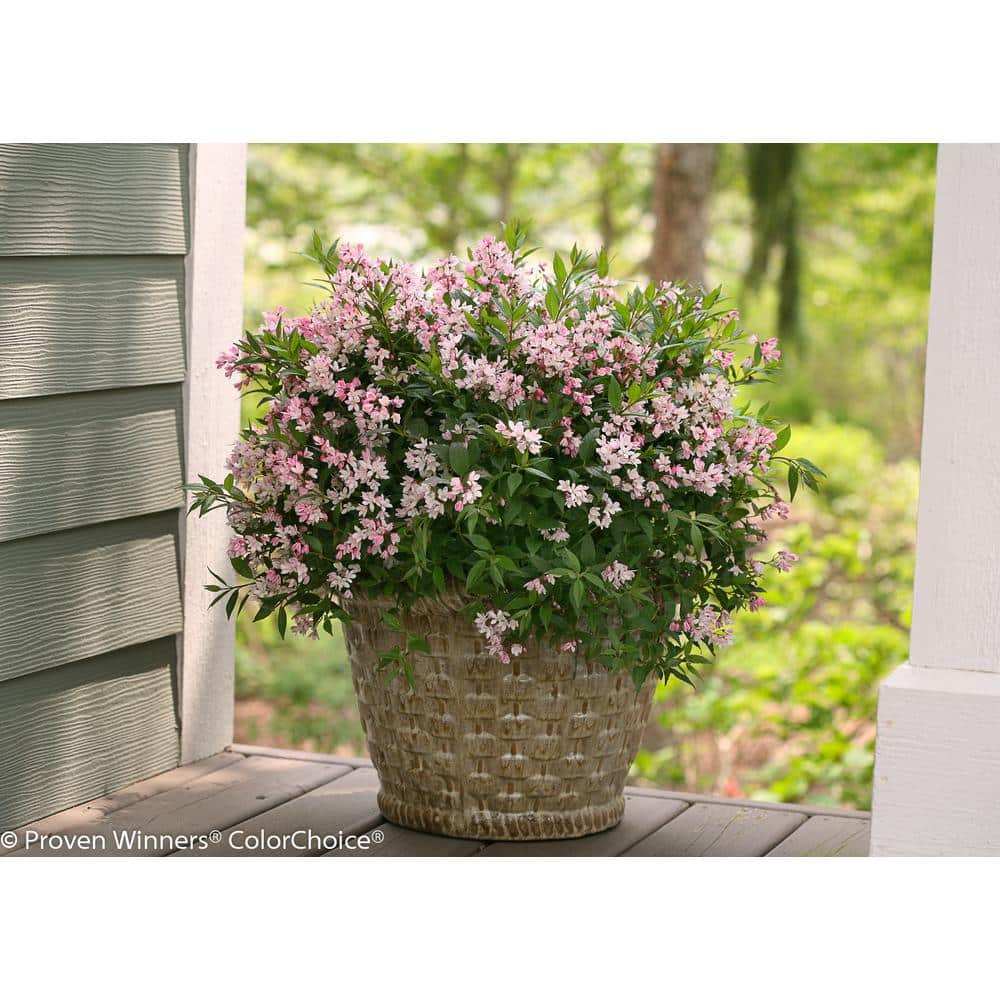 チェリーブラッサム徳用 PROVEN WINNERS 4.5 in. Qt. Yuki Cherry Blossom (Deutzia) Live