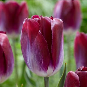 12/Plus cm, Proud Tulip Triumph Kansas Bulbs, Fall Planting (Bag of 24)