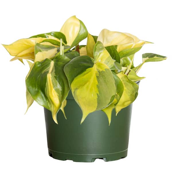 Live Philodendron Brasil Variegated Houseplant - Thumbnail 2