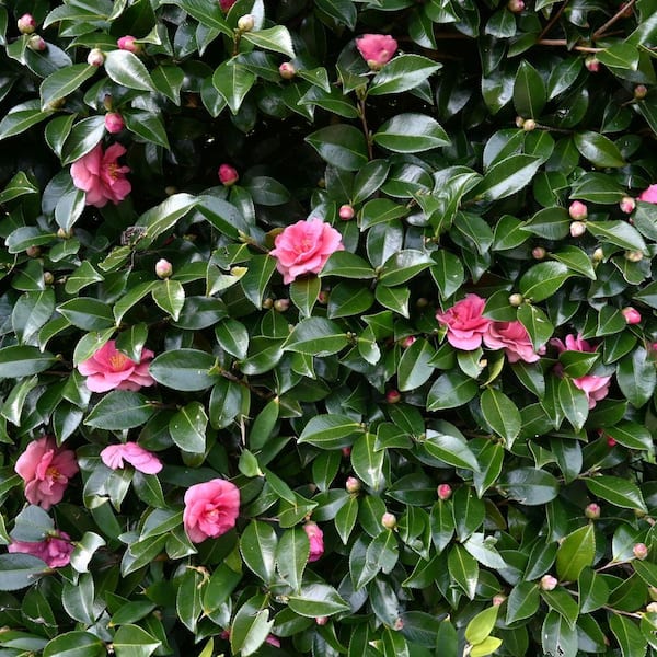 と*け様 新タランチュラ Page & Plant In Japan 6CD+1 national PLANT NETWORK 1 Gal. Camellia Sasanqua Dream Weaver Shrub