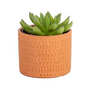 Echeveria Indoor Succulent in 4 in. Modern Ceramic Planter, Avg. Shipping Height 4 in. Tall
