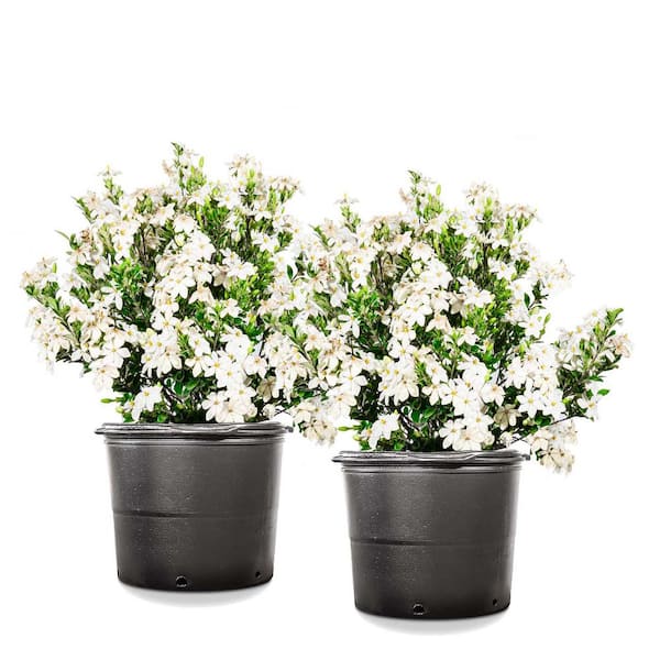 Unbranded 3 Gal. White Fragrant Kleims Hardy Gardenia Shrub (2-Pack)