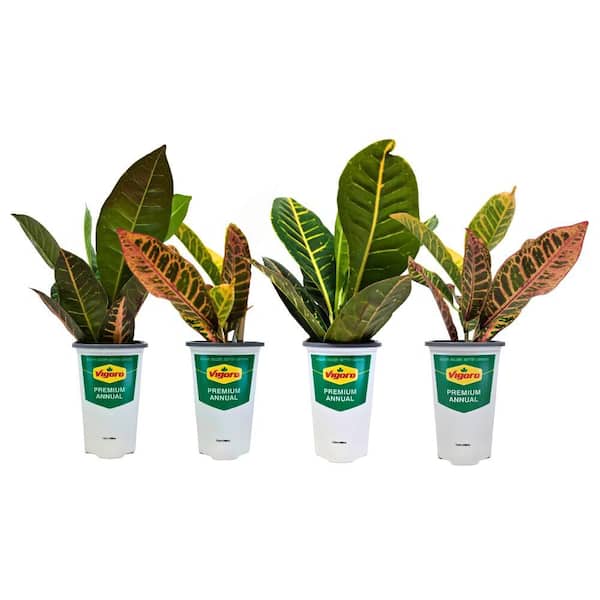 1 Qt. Croton Petra Shrub Live Plant in 4.7 in. Growers Pot (4-Plants)