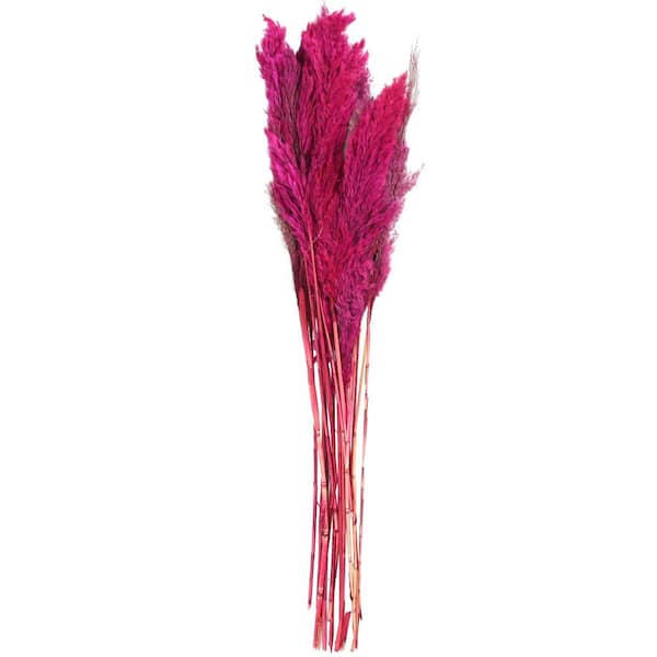 Litton Lane 35 in. Pampas Natural Foliage with Long Stems (1 Bundle)