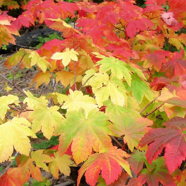 1 gal. 3 Cheers Deciduous Vine Maple Tree MAPVTH01GH - The Home Depot