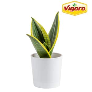 SMART PLANET Green and Yellow Variegated Live Snake Plant