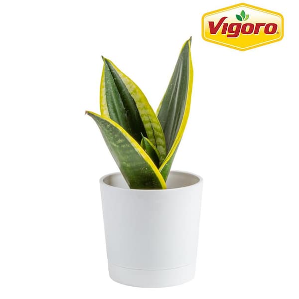 Grower's Choice Sansevieria Indoor Snake Plant in 4 in. Decor Pot, Avg. Shipping Height 8 in. Tall