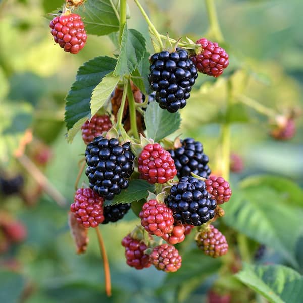 VAN ZYVERDEN Triple Crown Thornless Blackberry Bush (1-Plant)