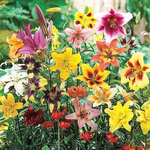 All Summer Lily Mixture Dormant Spring Flowering Bulbs (25-Pack)