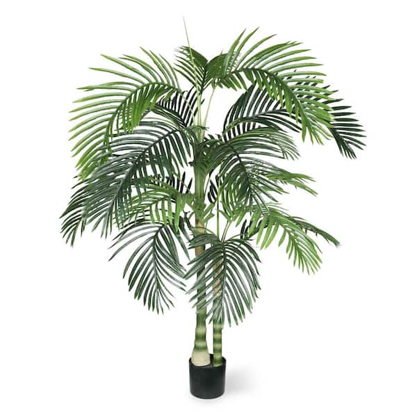 5 gallon philodendron Philodendron Selloum (Philodendron Bipinnatifidum) main image 0
