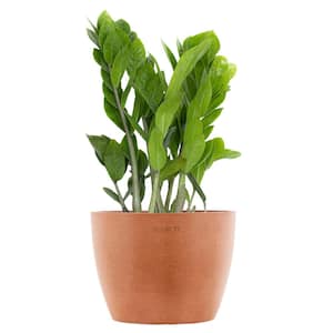 ZZ Plant Zamioculcas Zamiifolia Zanzibar Gem in 6 inch Premium Sustainable Ecopots Terracotta Pot