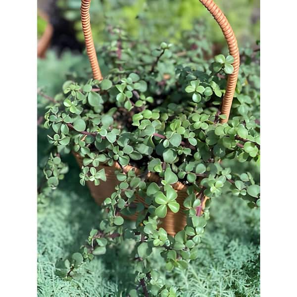 Sudzendf Portulacaria Afra Succulent Plants with Light Pink Flowers