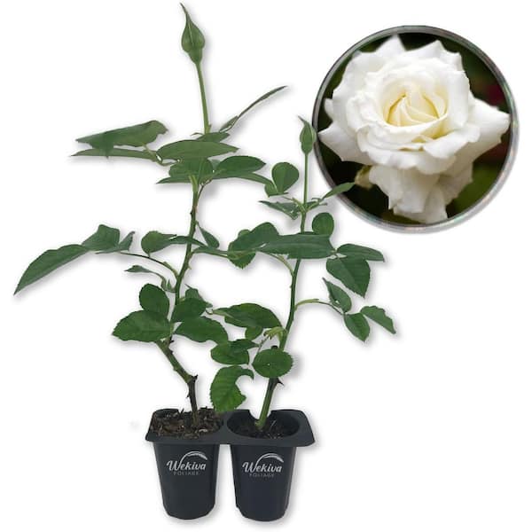 Wekiva Foliage Pope John Paul II Rose Bush-2 Live Starter Plants in 2 Inch Pots-Beautifully Fragrant Heirloom Rose from Florida