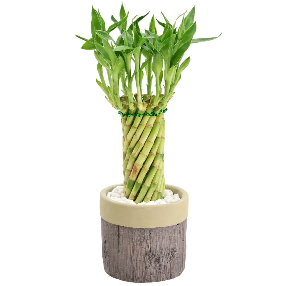 Tornado Lucky Bamboo in Khaki Ceramic Planter