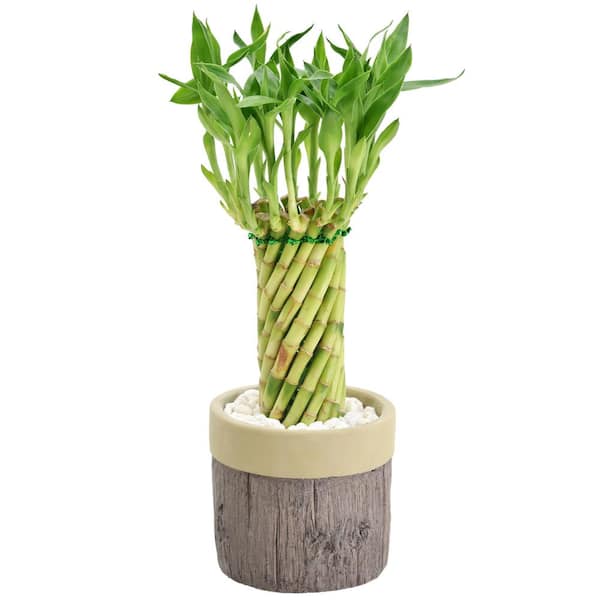 Arcadia Garden Products 4-1/2 in. Tornado Lucky Bamboo Stump Khaki Ceramic Planter