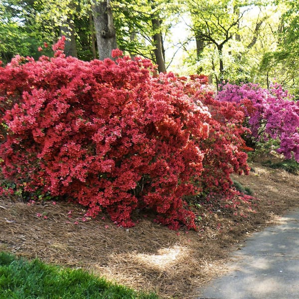 aleaページ national PLANT NETWORK 3 gal. Hershey Red Azalea Shrub with