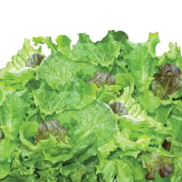 AeroGarden Heirloom Salad Greens Seed Pod Kit 6 6-pod for sale online