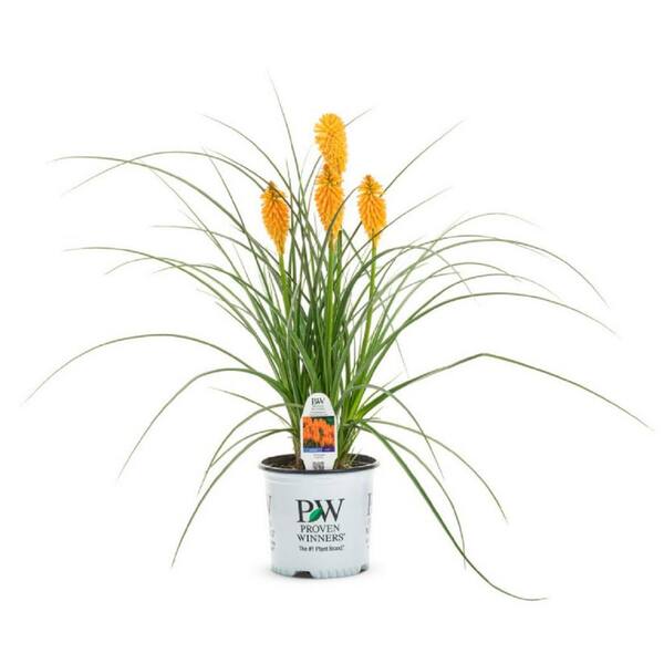 炎花 PROVEN WINNERS 1 Gal. Red Hot Poker Pyromania Orange Blaze Plant