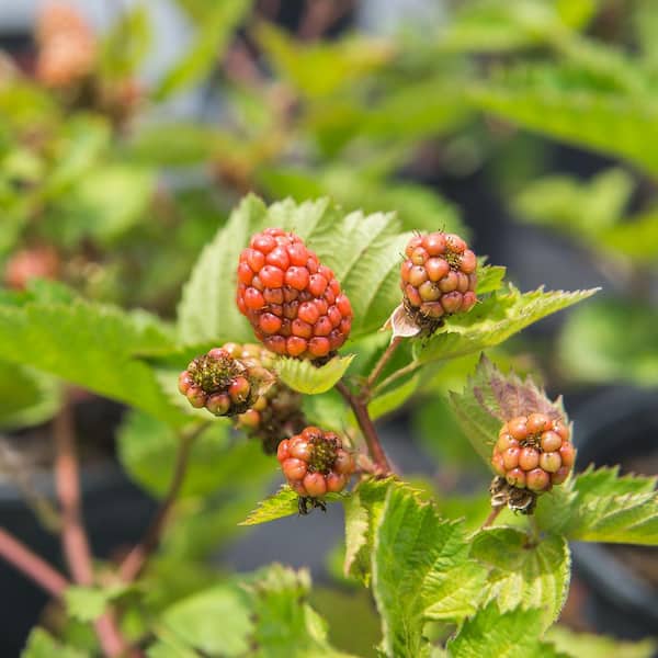 Perfect Plants 1 Gal. Arapaho Blackberry Bush in Grower's Pot, Large  Berries Ripen During Summer THD00459 - The Home Depot