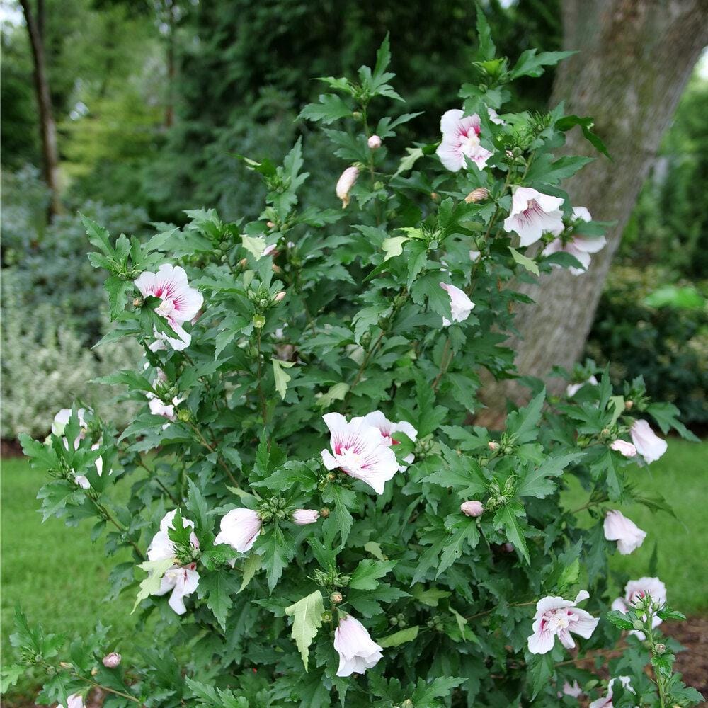 Starblast Chiffon Rose of Sharon Hibiscus with White and Magenta Flowers