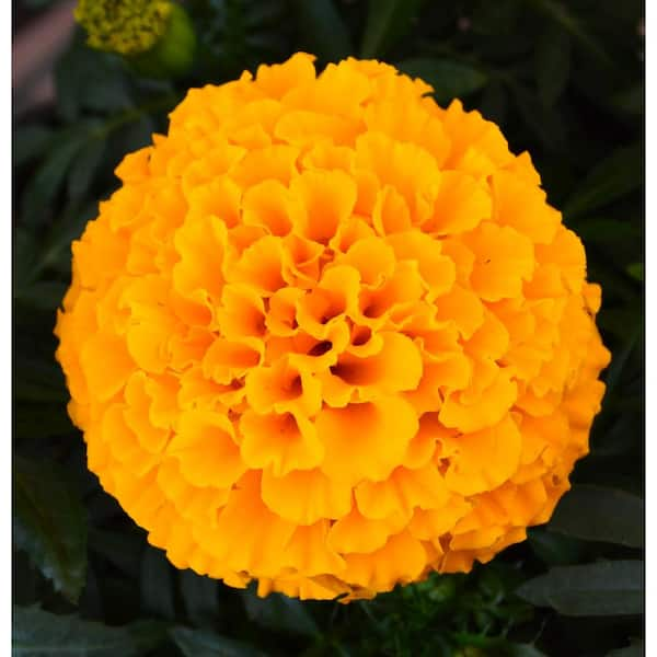 1.27 Qt. Taishan Orange Marigold Plant (6-Pack) 601294 - The Home Depot