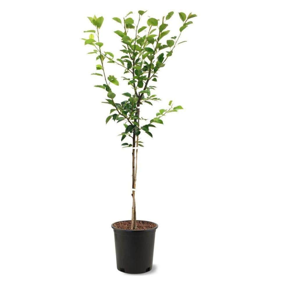 5 Gal. Pineapple Pear Tree