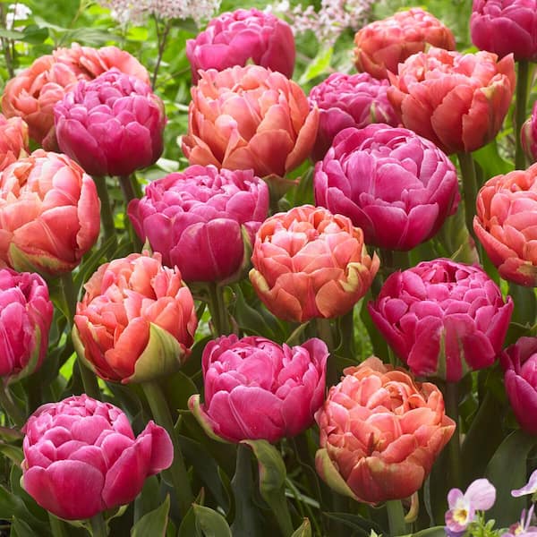 Garden State Bulb 12/ cm, Amazing Blend Double Mix Tulip Flower Bulbs (Bag of 25)