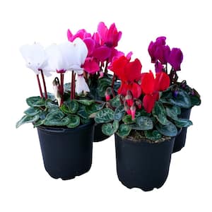 Annual Cyclamen Mix Assorted Colors 1.0 PT (4-Pack)