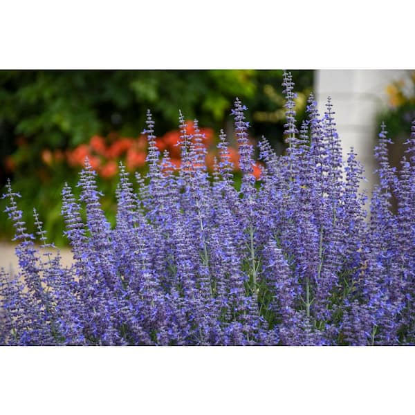 3 Gal. Denim N Lace Perovskia Live Perennial Plant (1-Pack)